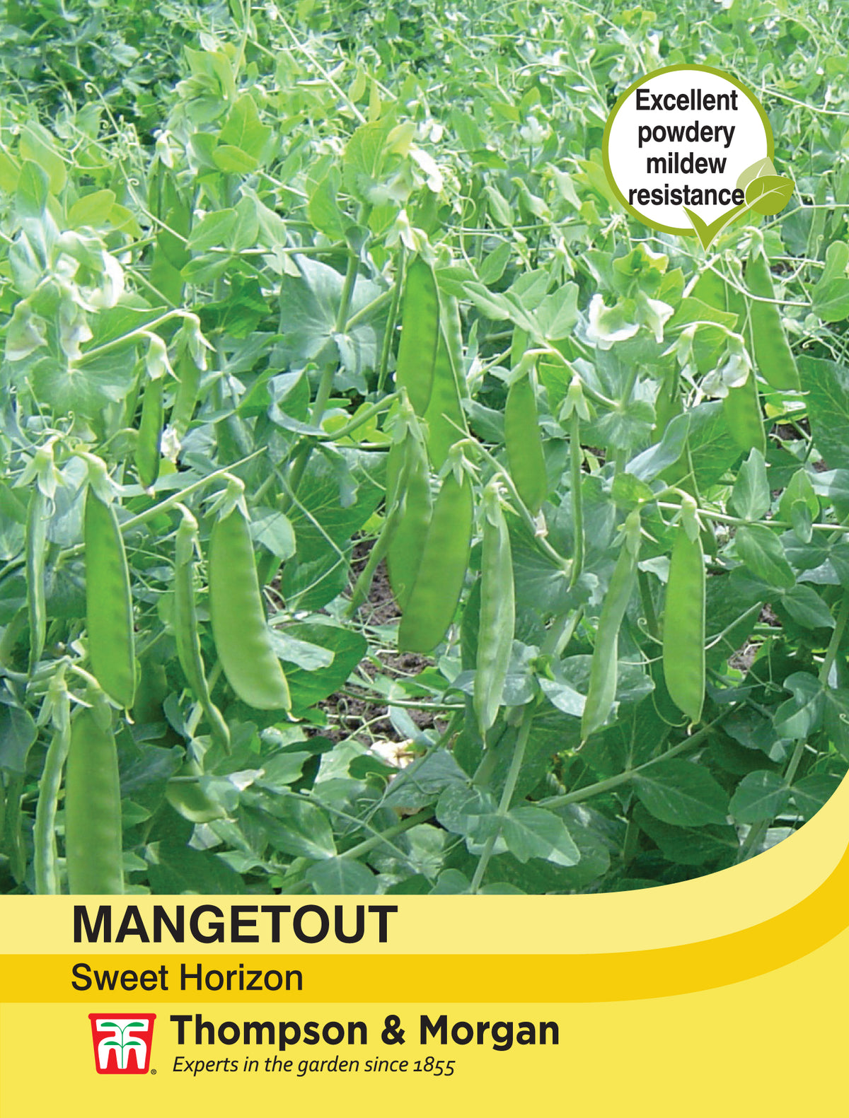 Mangetout Sweet Horizon- Pack of seeds