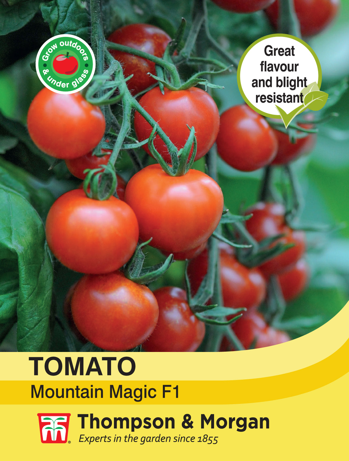 Tomato Mountain Magic F1 Hybrid- Pack of seeds