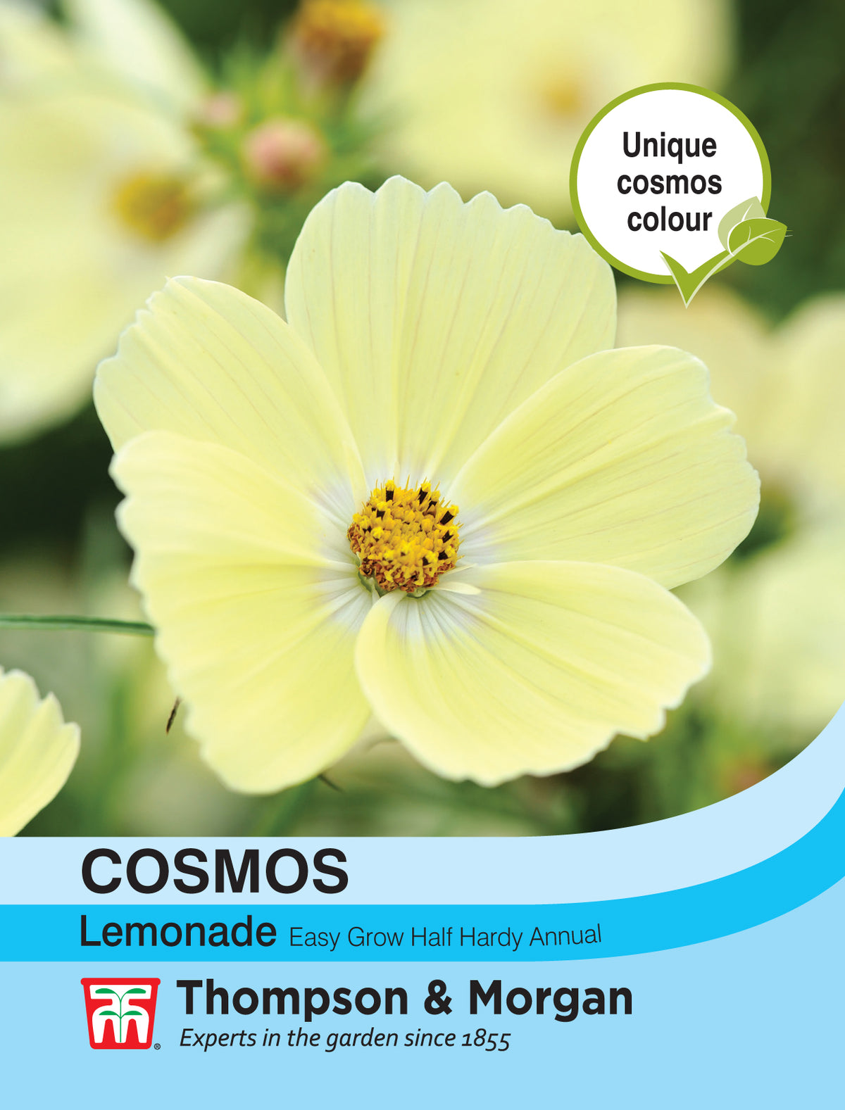 Cosmos Lemonade- Pack of seeds