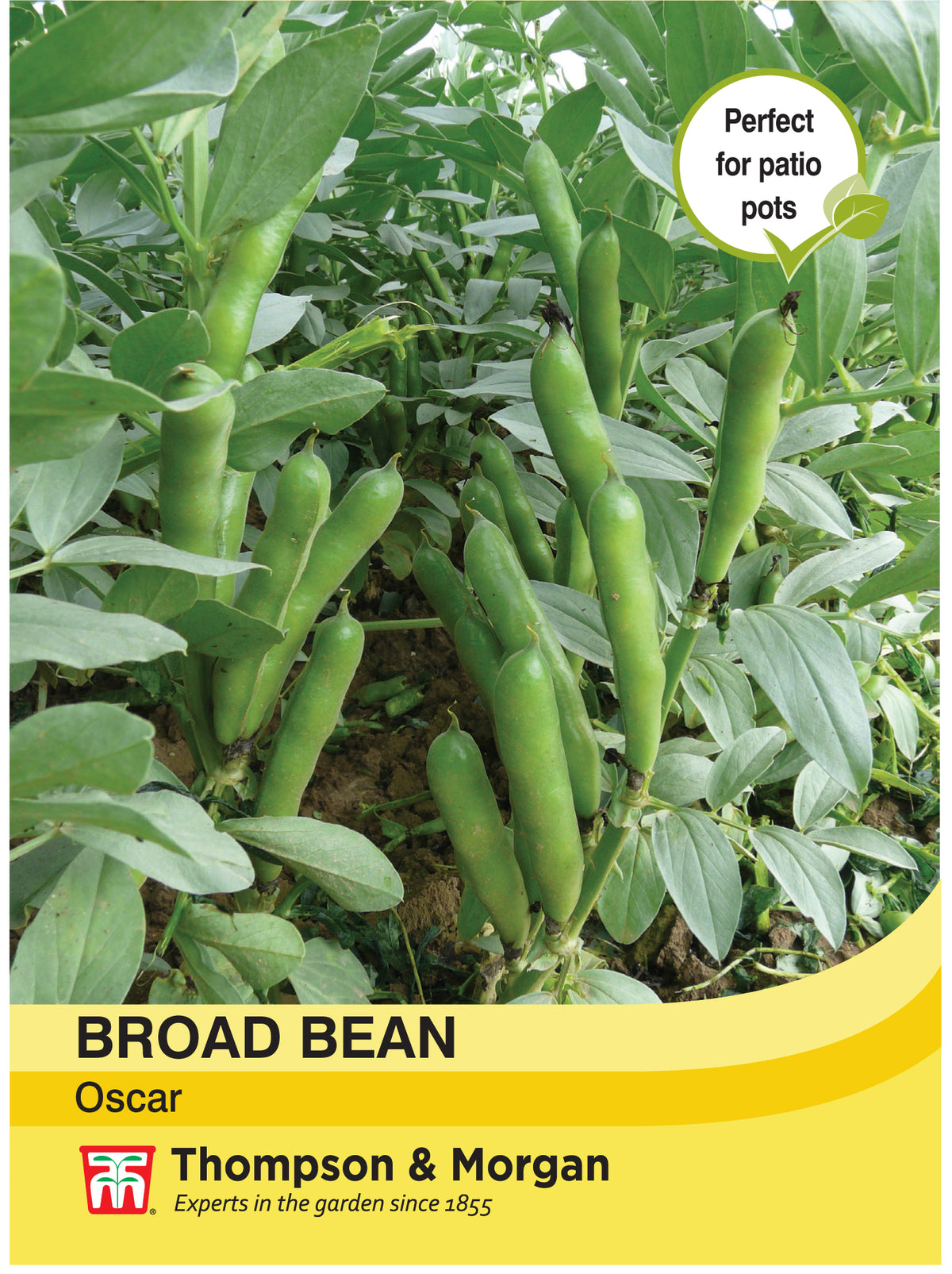Broad Bean Oscar- Pack of seeds
