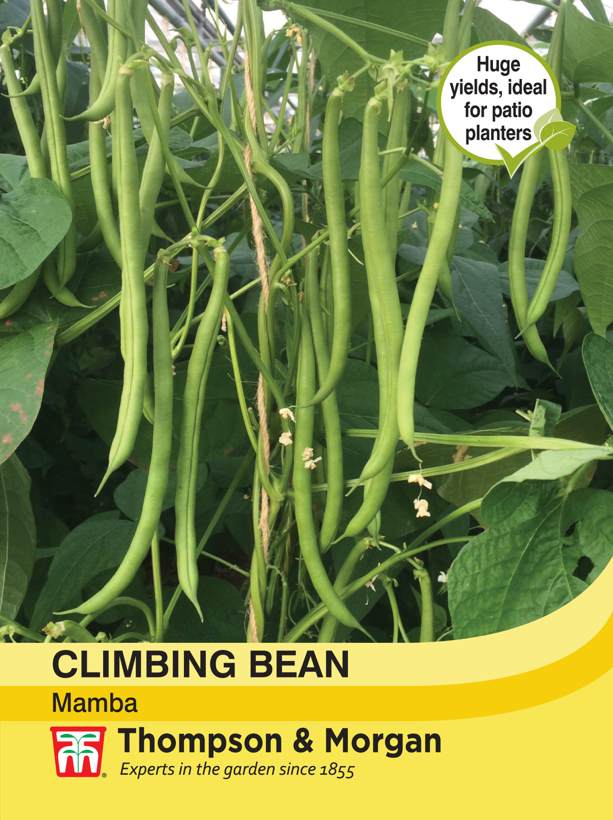Climbing Bean Mamba- Pack of seeds