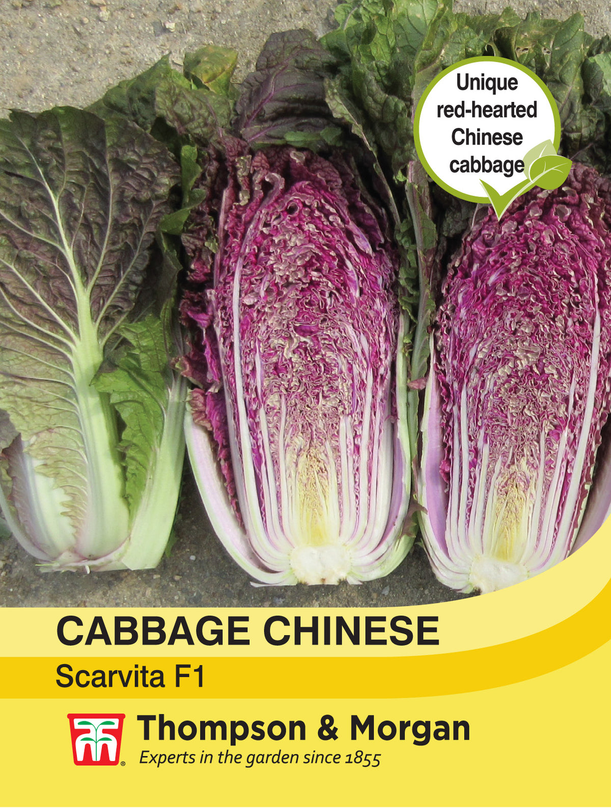 Cabbage Chinese Scarvita F1 Hybrid- Pack of seeds