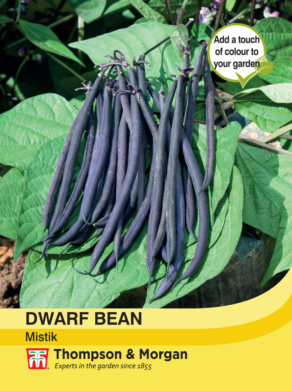 Dwarf Bean Mistik- Pack of seeds