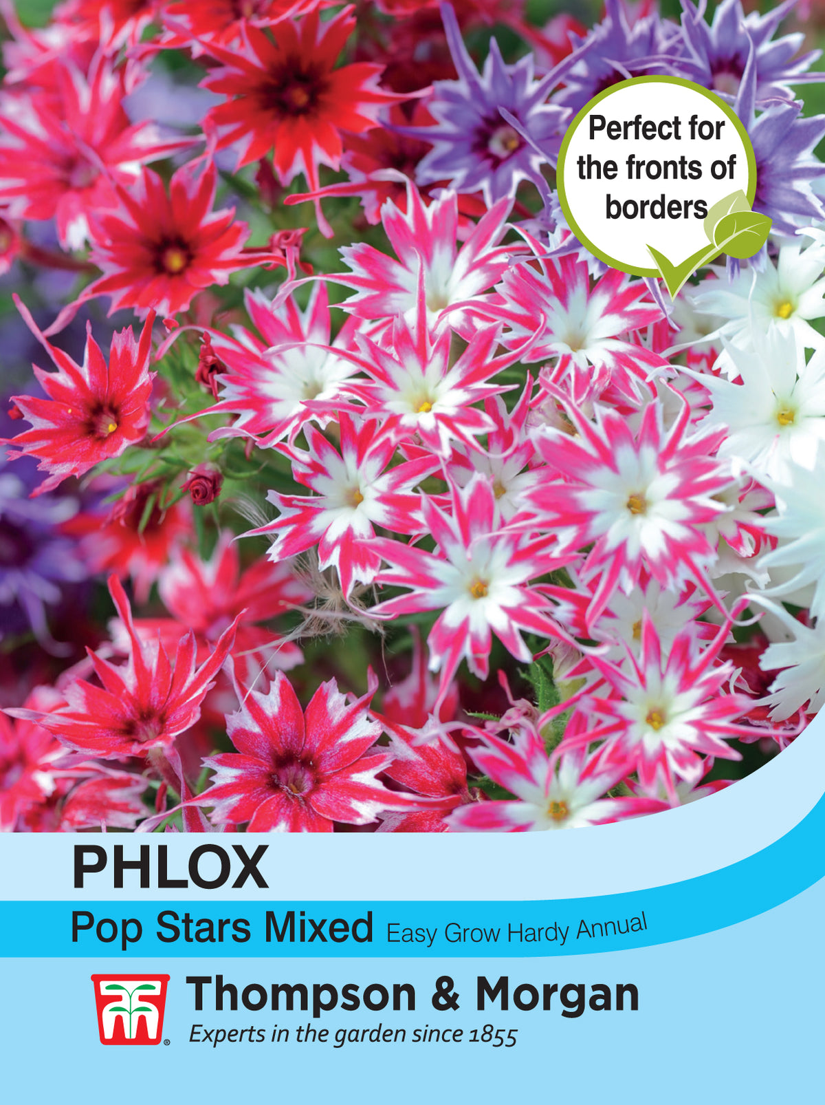 Phlox Popstars - Pack of seeds