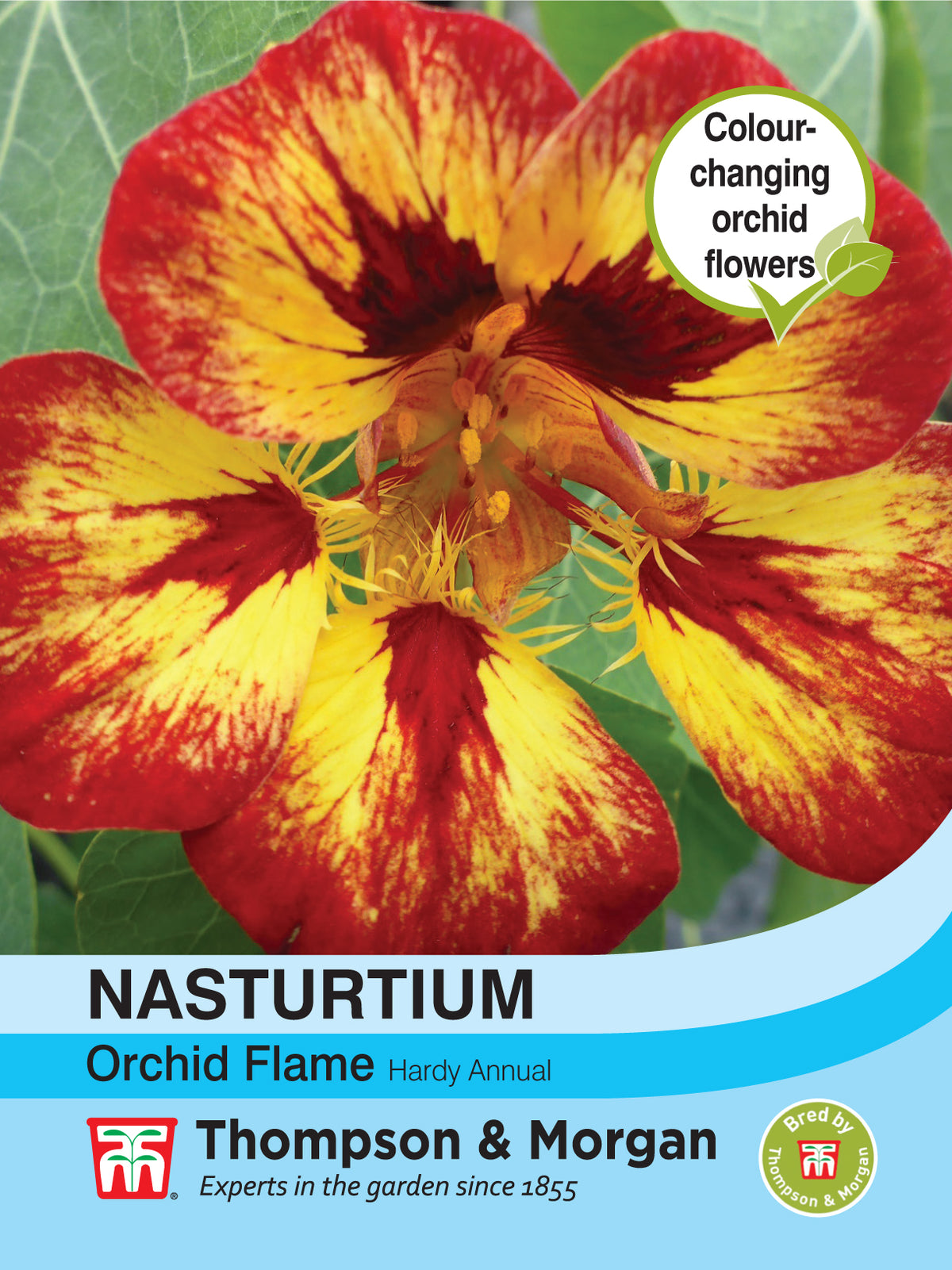 Nasturtium Orchid Flame- Pack of seeds
