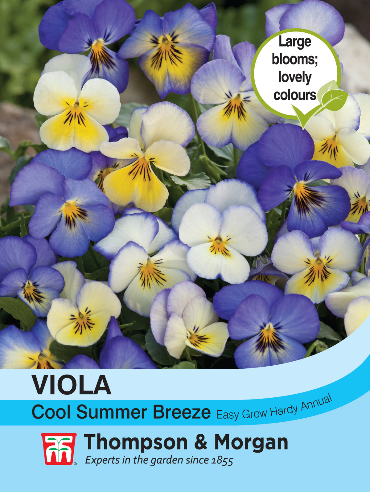 Viola Cool Summer Breeze - Takii Mixed- Pack of seeds