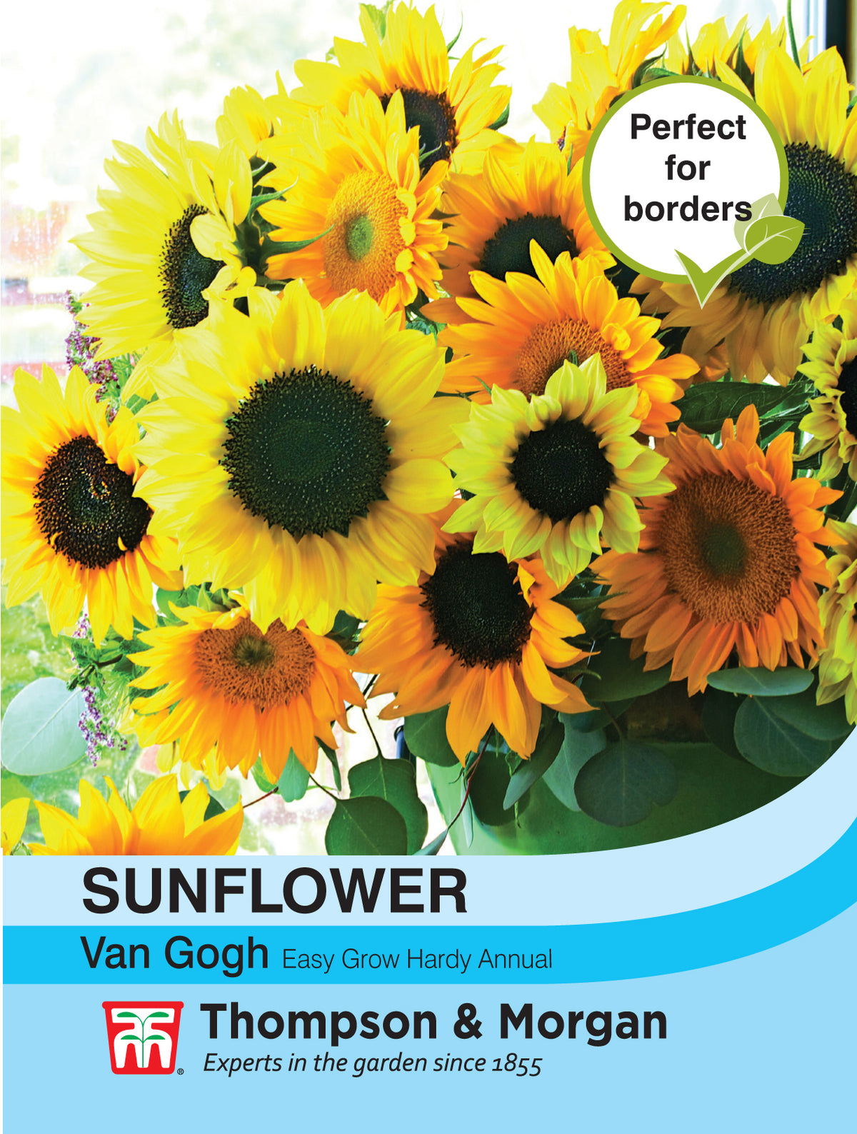 Sunflower Van Gogh - Pack of seeds