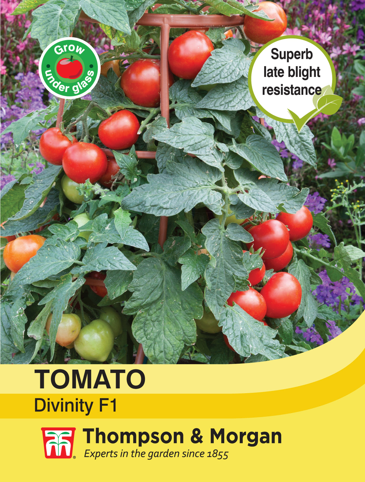 Tomato Divinity - Pack of seeds