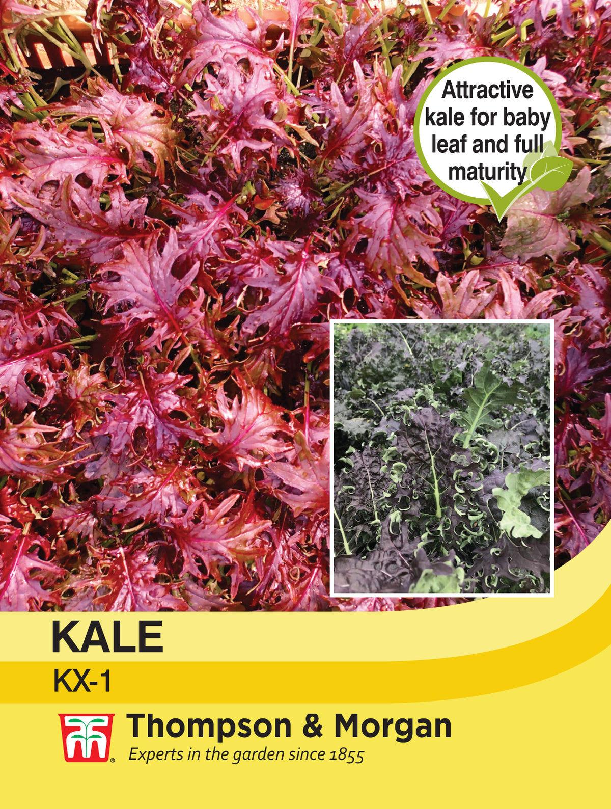 Kale KX -1- Pack of seeds