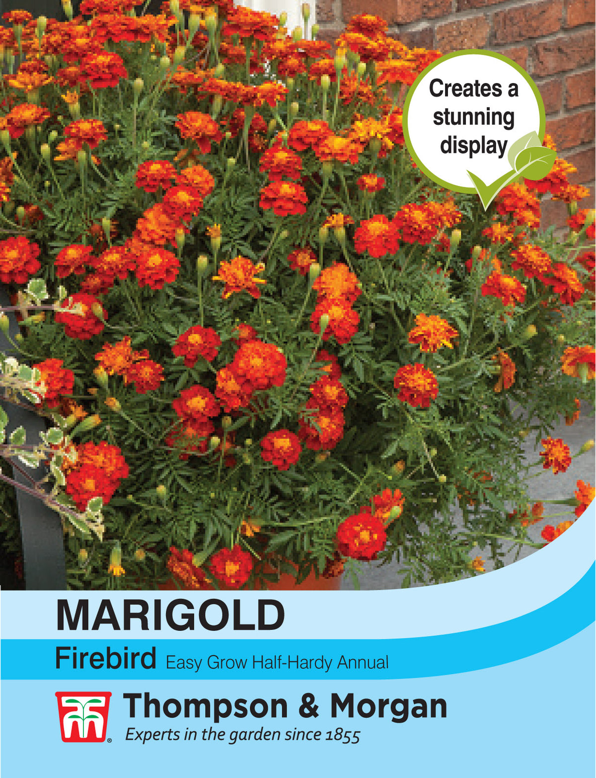Marigold Firebird- Pack of seeds