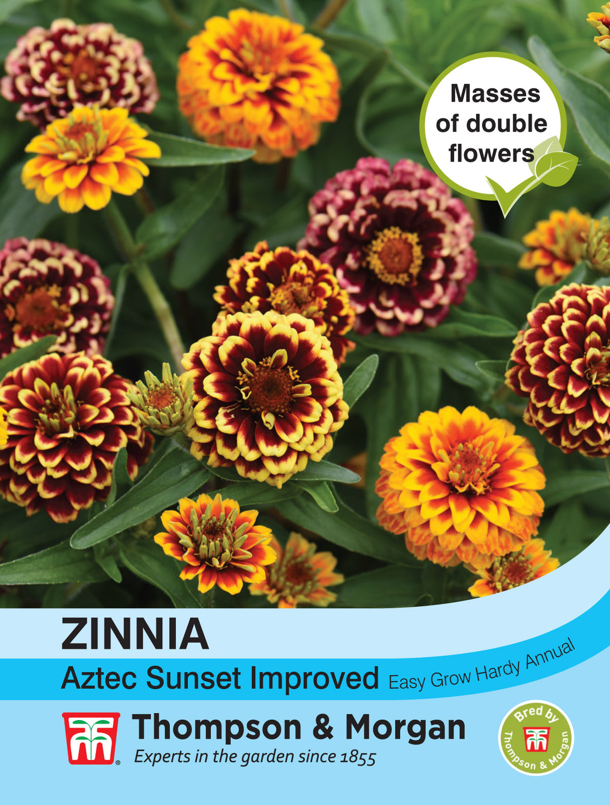 Zinnia Aztec Sunset Improved- Pack of seeds