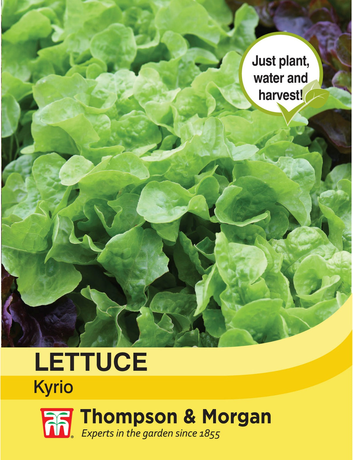 Lettuce Kyrio- Pack of seeds