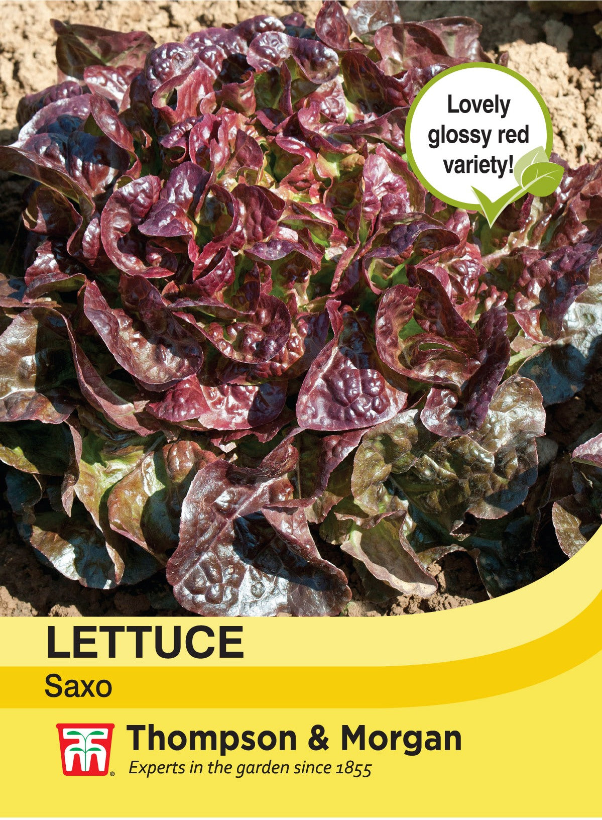 Lettuce Saxo- Pack of seeds