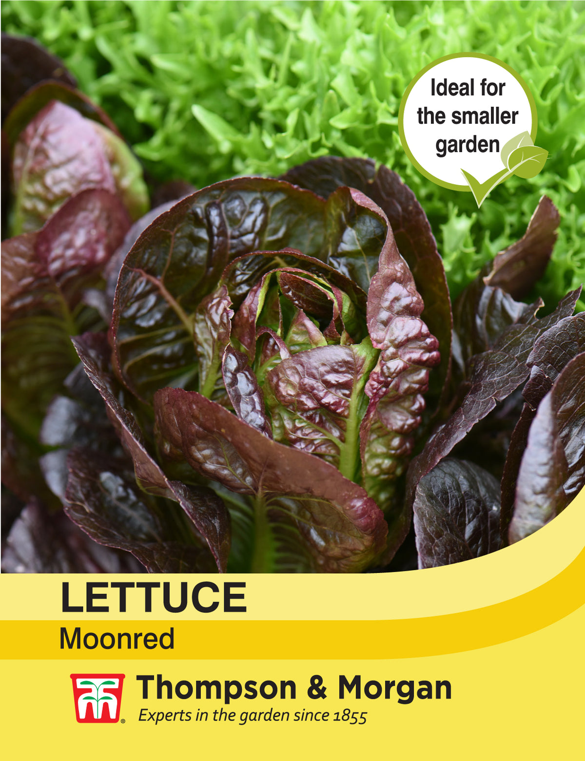 Lettuce Moonred- Pack of seeds