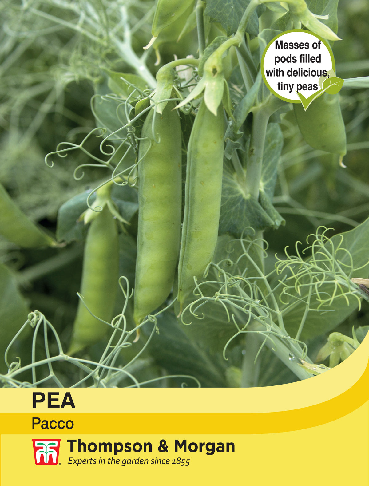 Pea Pacco- Pack of seeds