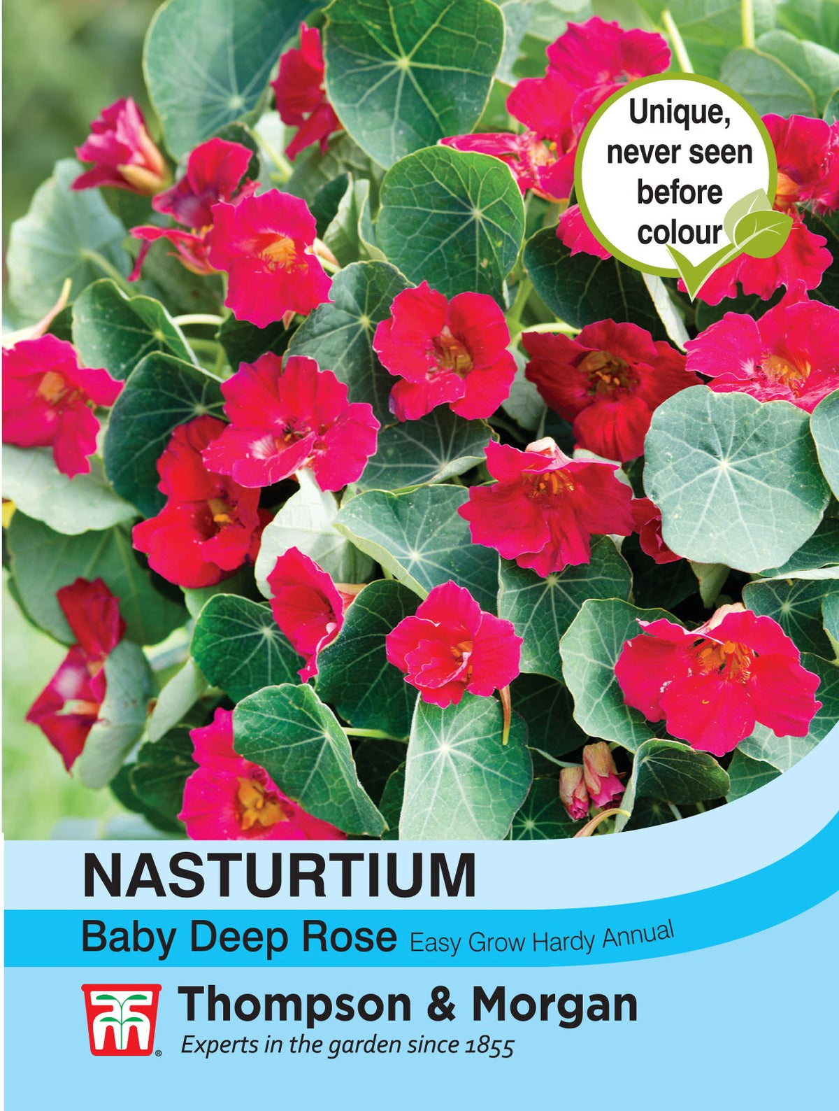 Nasturtium Baby Deep Rose- Pack of seeds