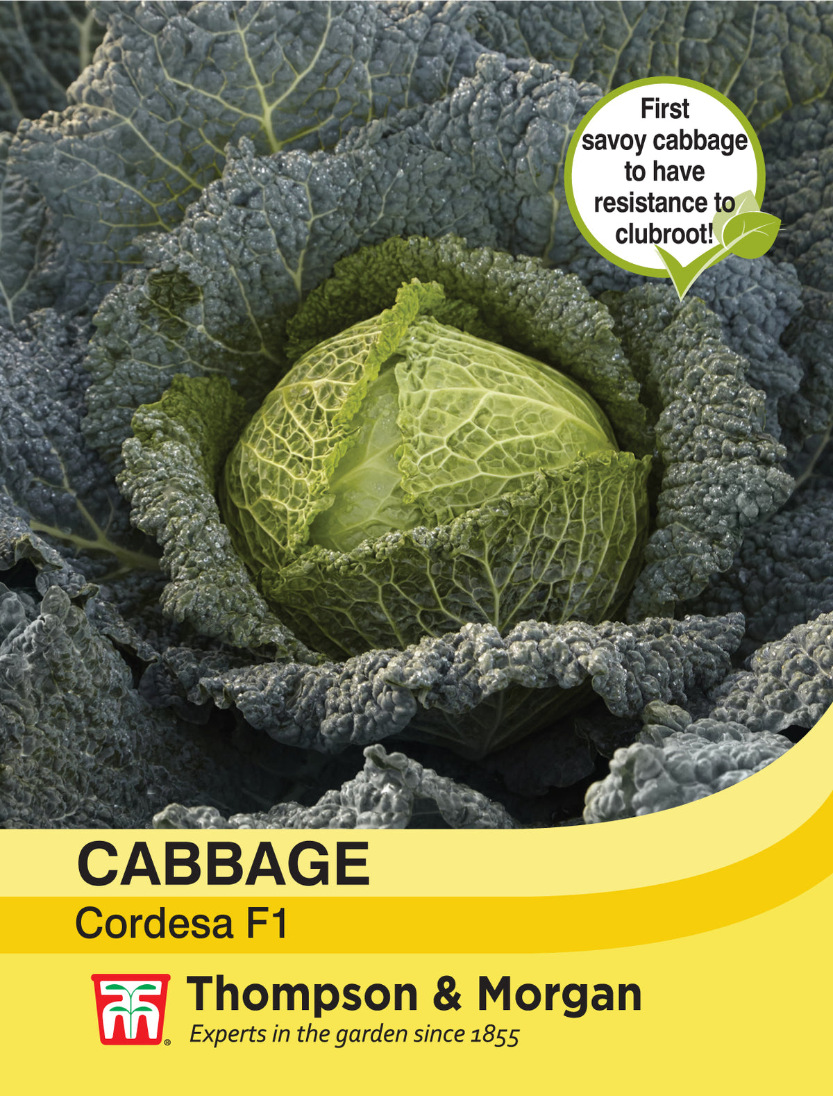Cabbage Savoy Cordesa F1 Hybrid- Pack of seeds