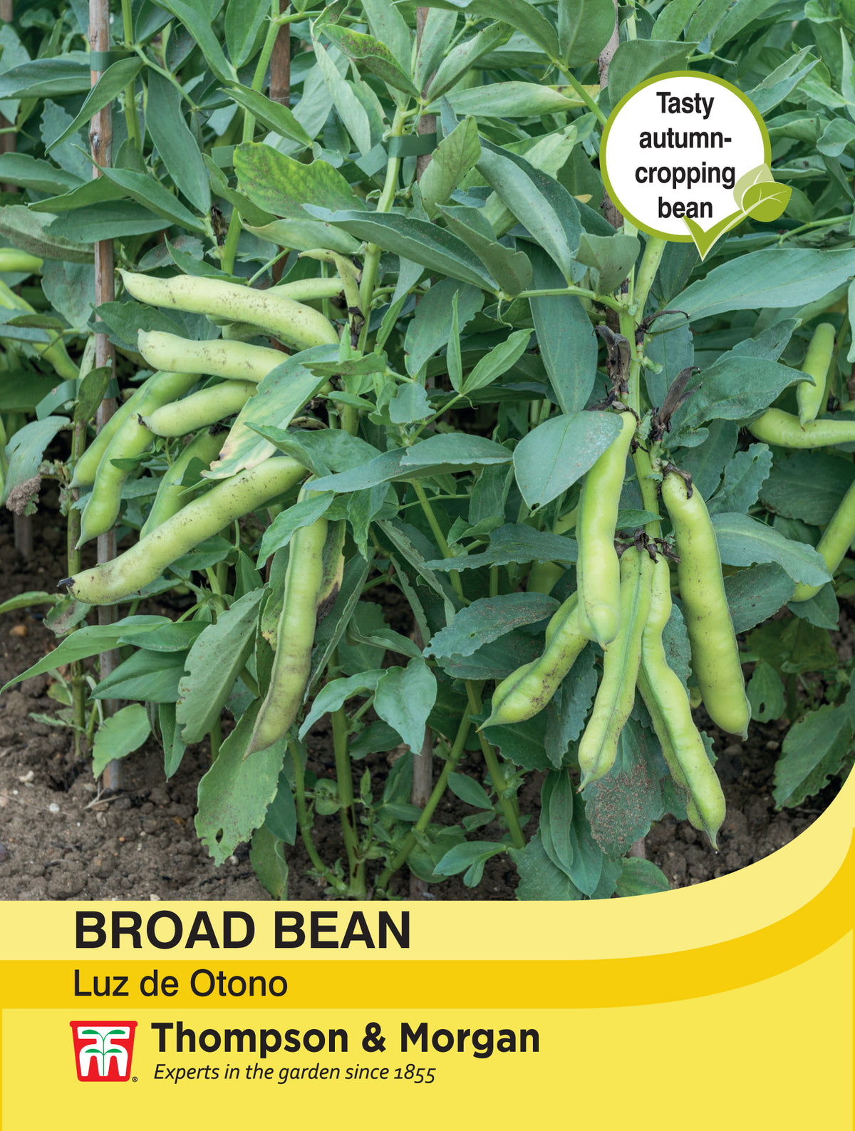 Broad Bean Luz de Otono- Pack of seeds