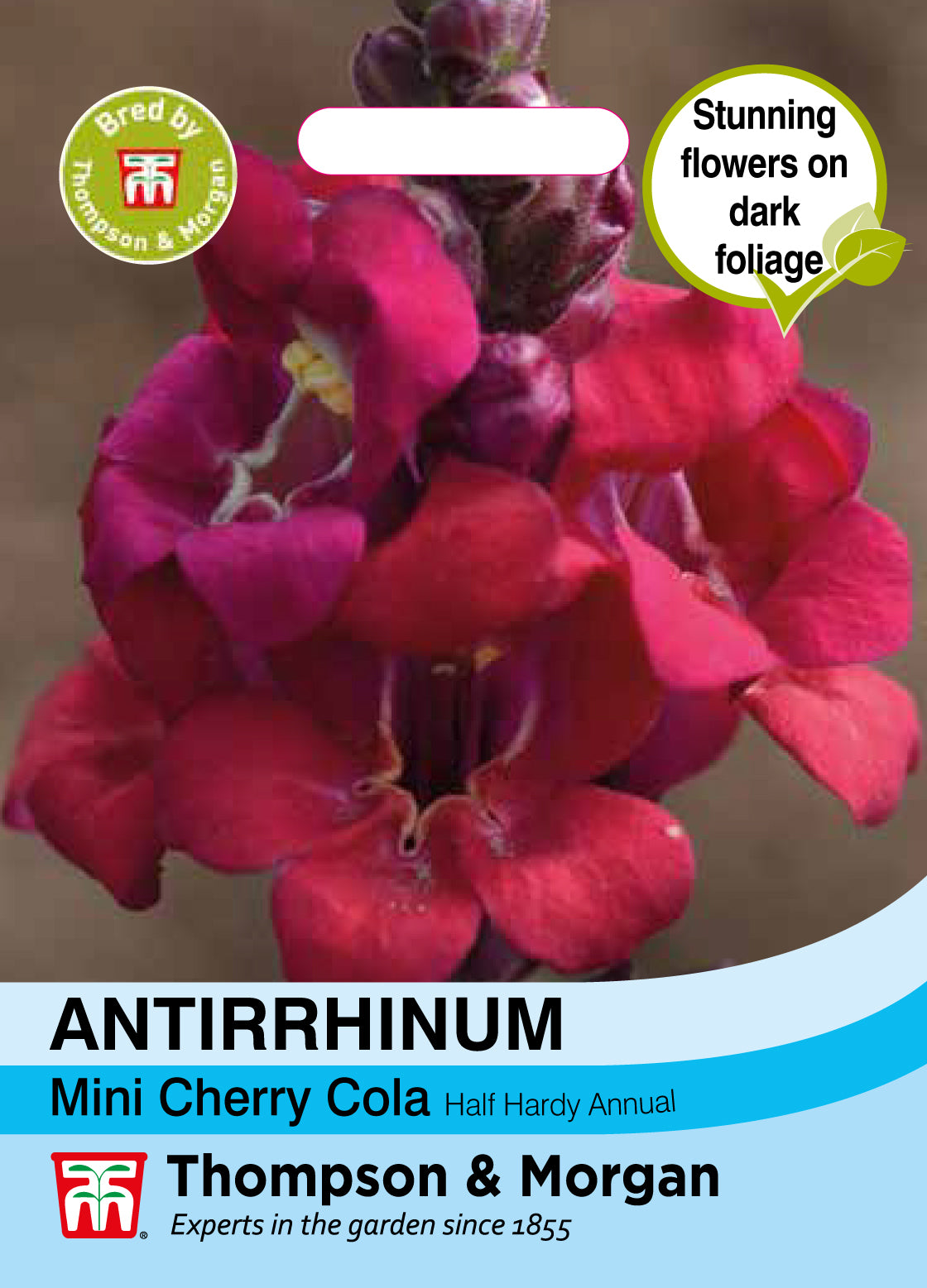 Antirrhinum Mini Cherry Cola- Pack of seeds
