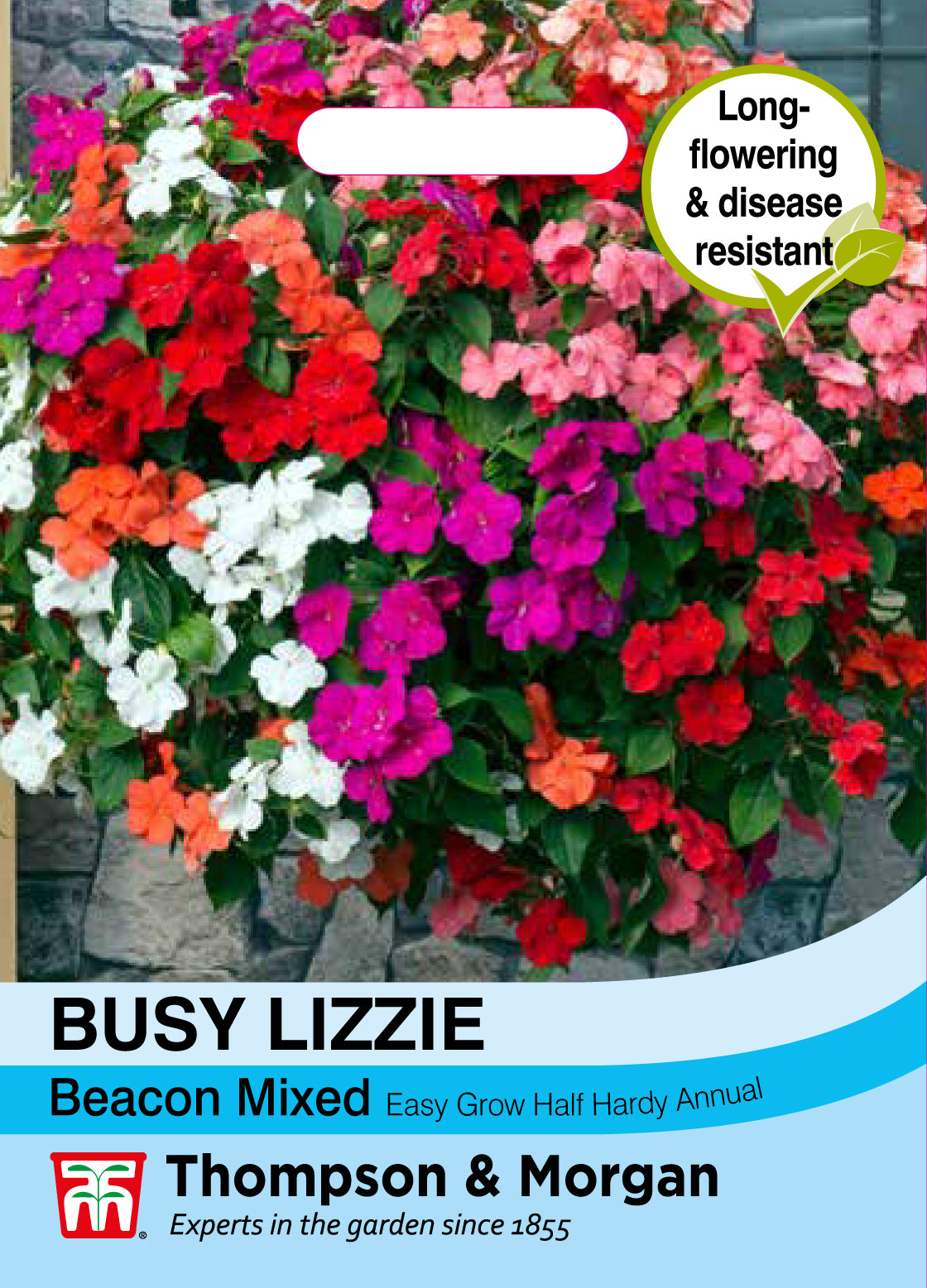 Busy Lizzie Beacon Mixed - Pack of seeds