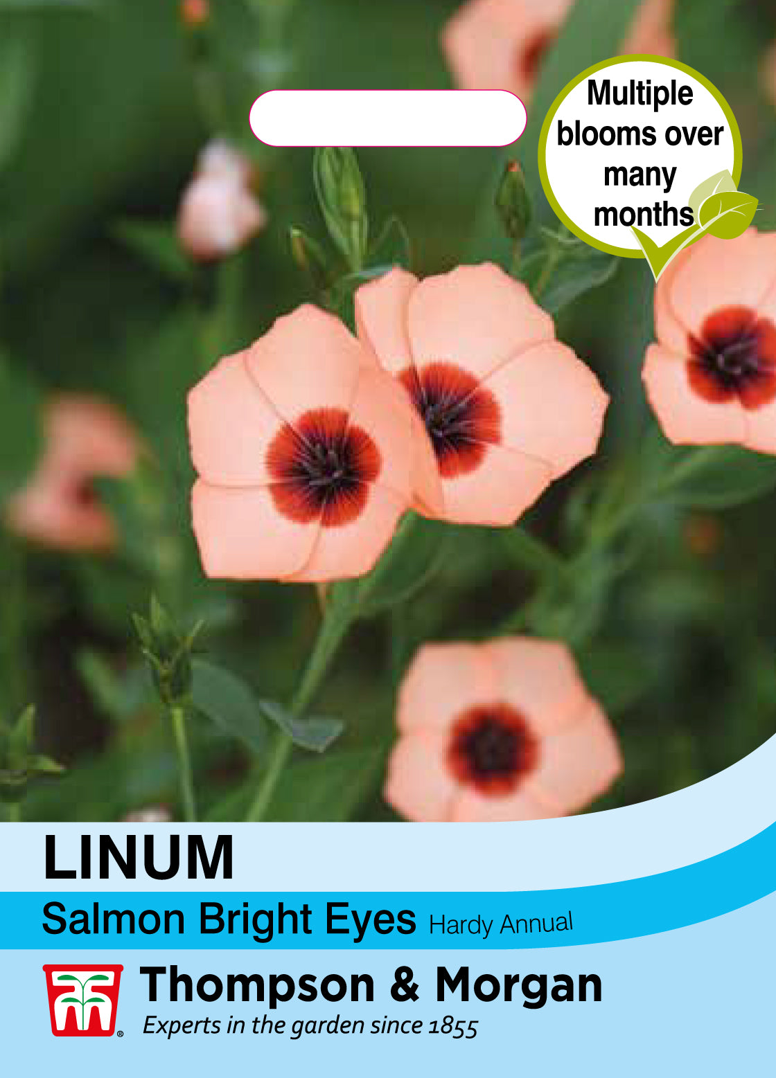 Linum Salmon Bright Eyes- Pack of seeds