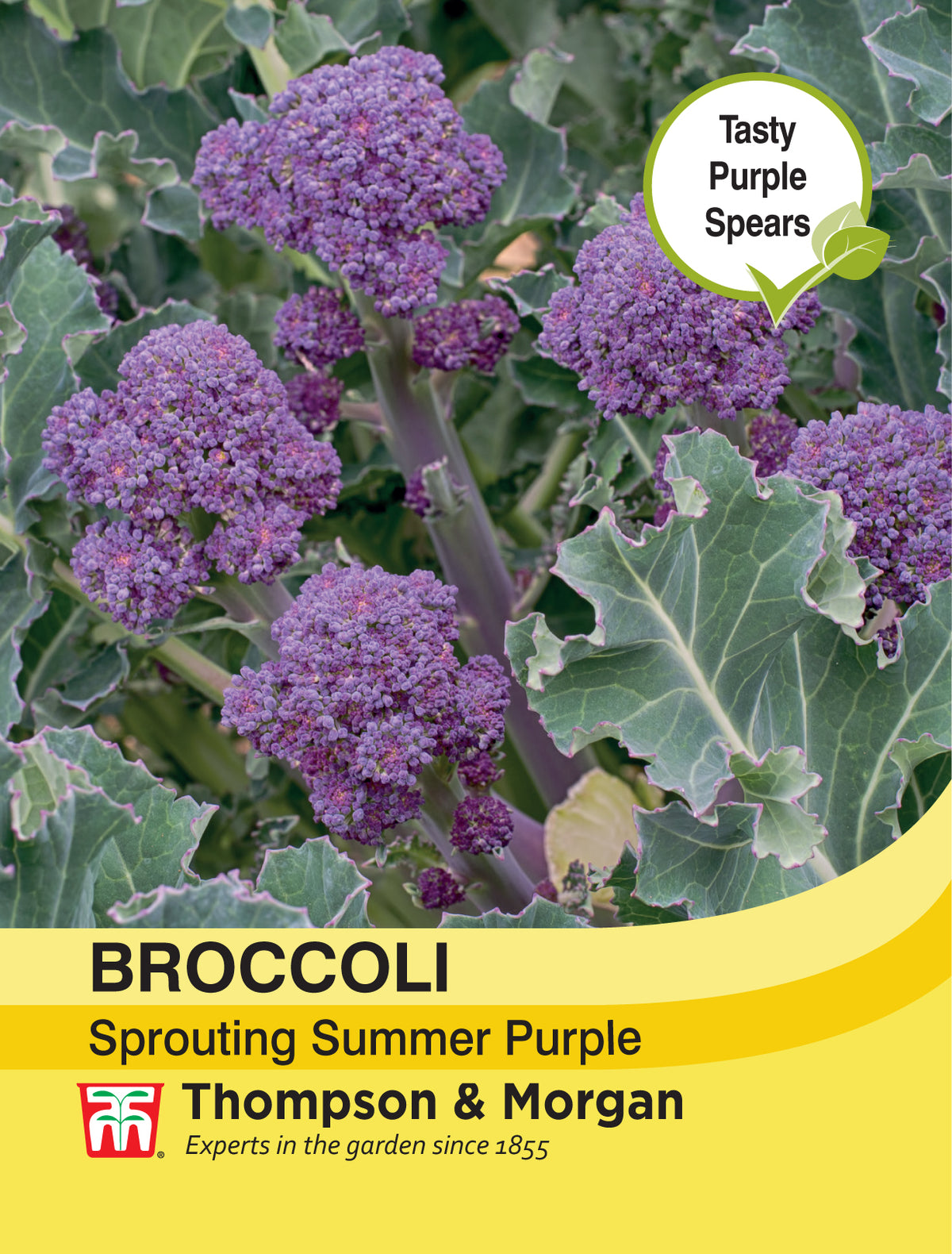 Broccoli Sprouting Summer Purple- Pack of seeds