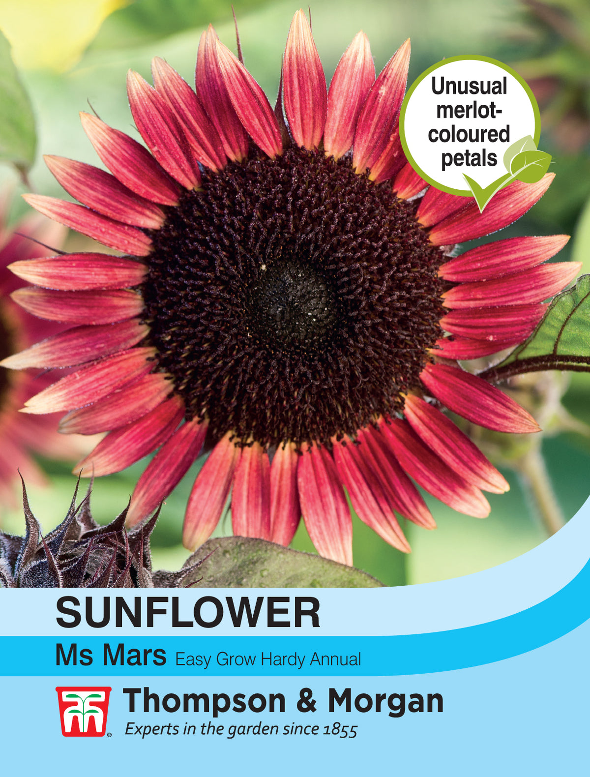 Sunflower Ms Mars - Pack of seeds