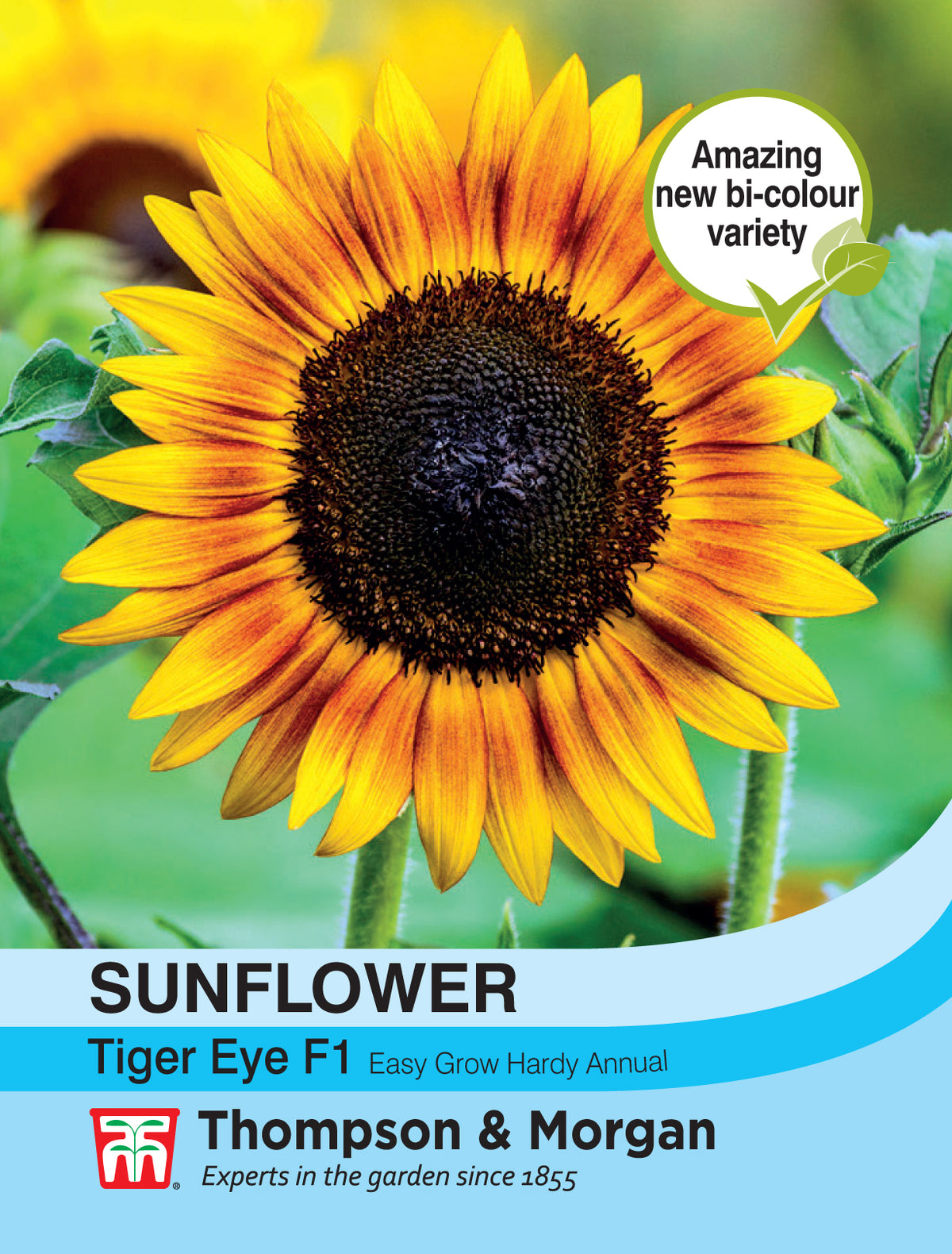 Sunflower Tiger Eye F1 - Pack of seeds