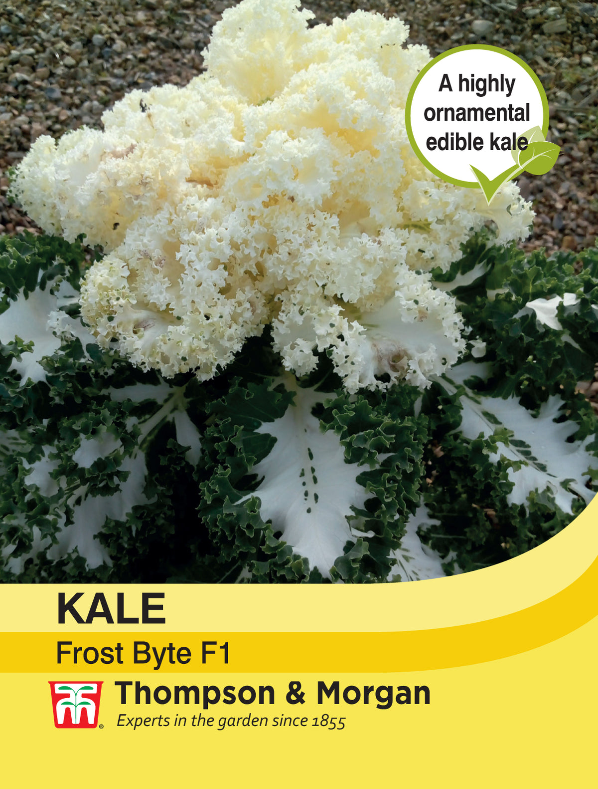 Kale Frost Byte F1- Pack of seeds