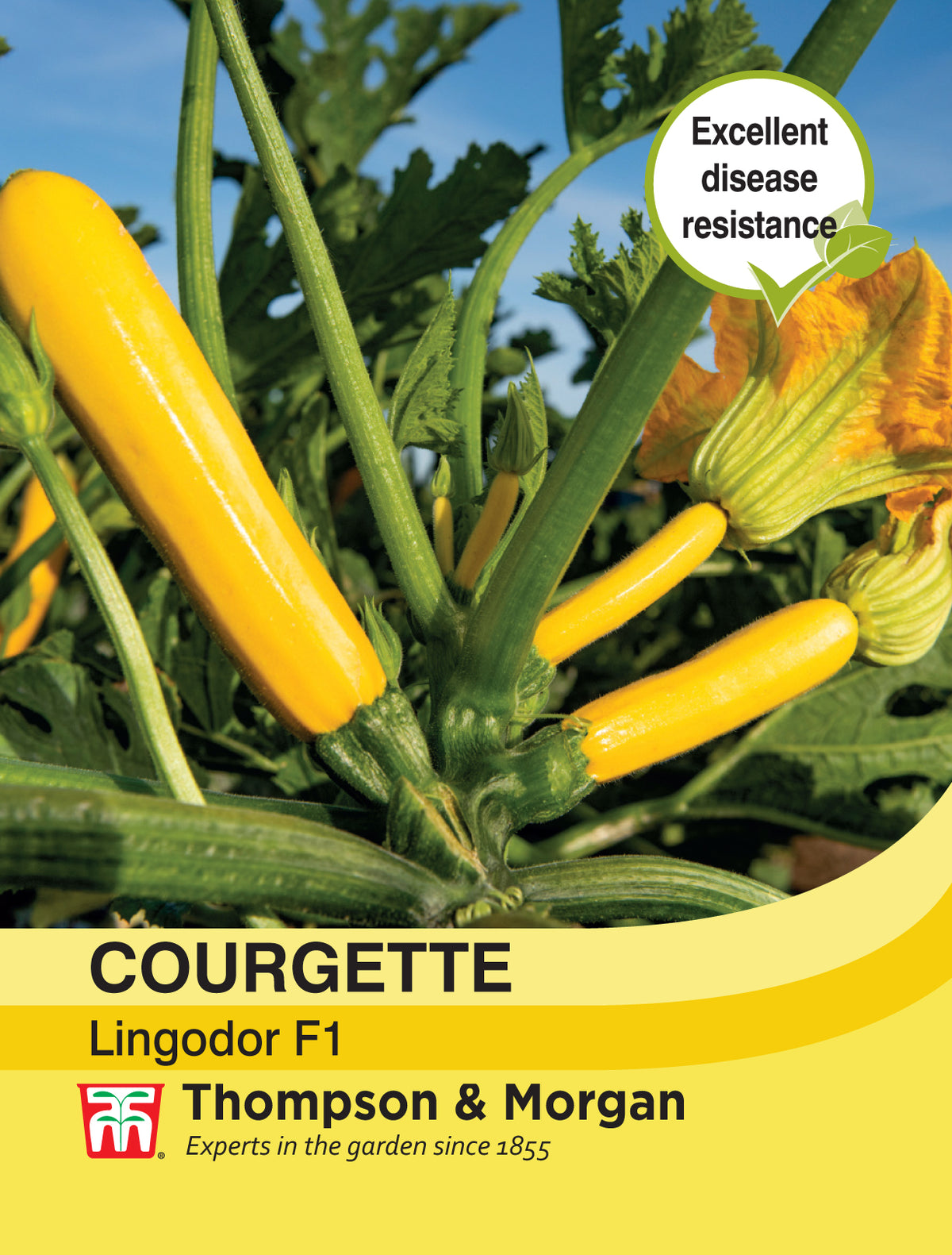 Courgette Lingodor F1- Pack of seeds