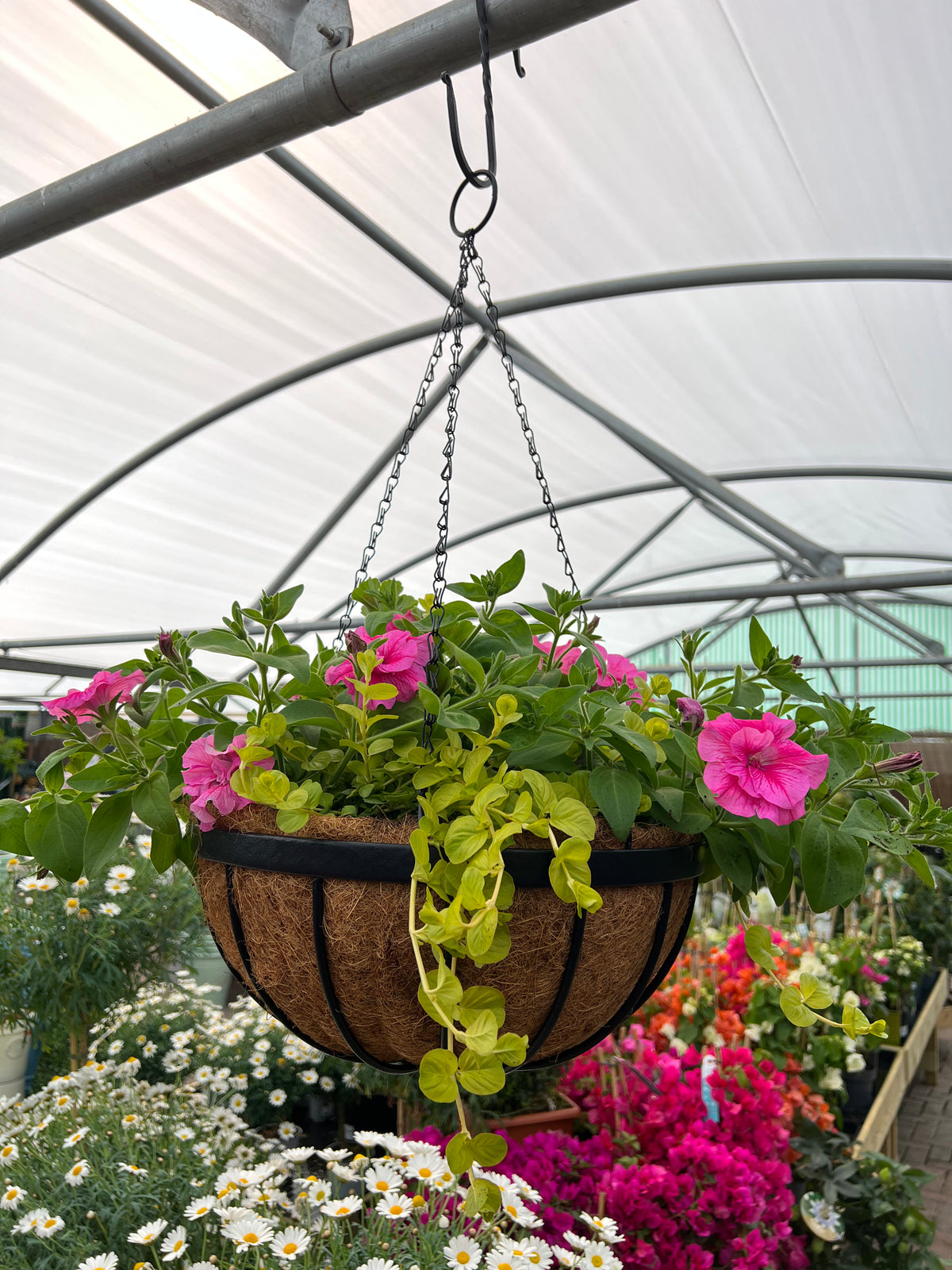 Special Offer Saxon Metal Hanging Basket with Coco Liner