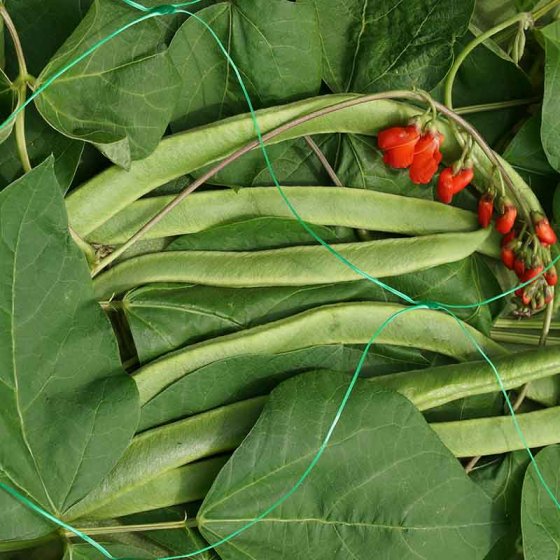 Pea & Bean Netting, 150mm, 2x5m, Green