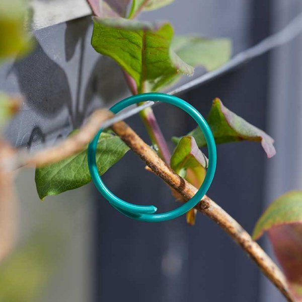 Coated Plant Rings - Pack of 50