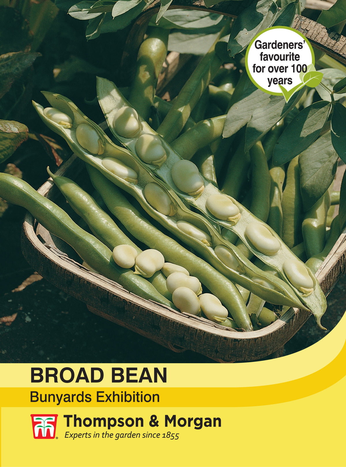 Broad Bean Bunyards Exhibition- Pack of seeds