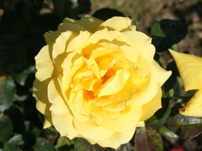 CHINATOWN Deep Yellow - Traditional Rose Bush 3L – Southwood Garden Centre