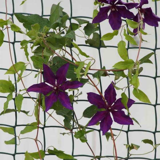 Climbing Plant and Fencing Mesh – 50mm, 0.5m x 5m, Green